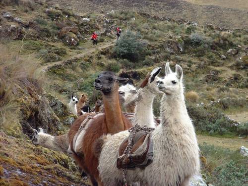 Un troupeau de lamas