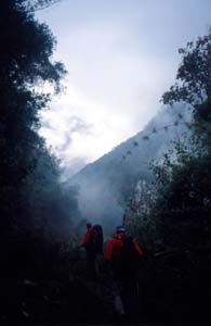 Dans la forêt