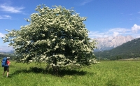 Arbre blanc