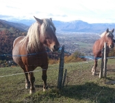 chevaux de Revolat