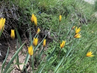 Tulipes sauvages