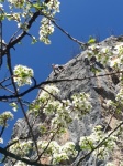 Les grimpeurs au printemps fleurissent sur la falaise