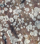 Lichen 2