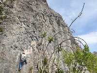 Olivier à Calamès