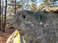 Composition aux aiguilles