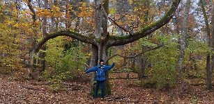 Danse avec le châtaignier !