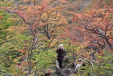 Hêtres à l'automne