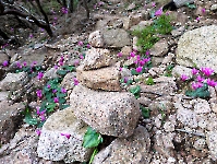 Le cairn aux cyclamènes