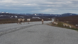 les reines du pere noel