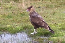 Un œil noir te regarde