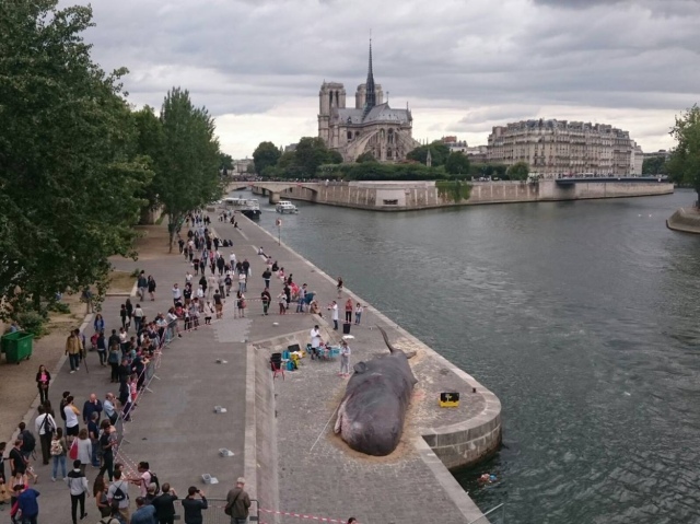 une baleine à Paris